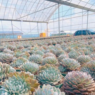 Estufas de filmagem multi-span para plantação de grama Material de cobertura e sistema de sombreamento ótimo