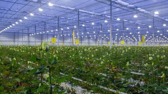 Retorno de 30 dias Casa de cultivo iluminada para mudas Método de cultivo iluminado