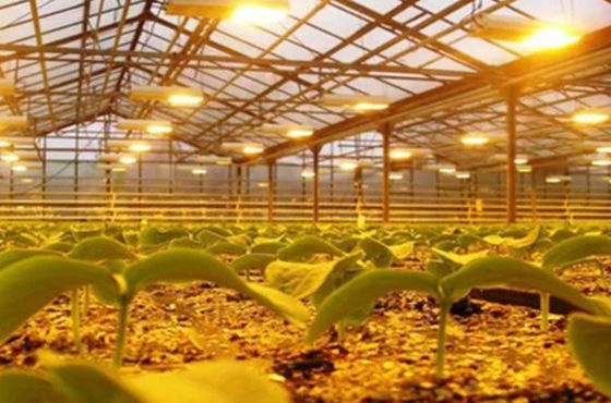 Sistema de cultivo de tomate pepino alface Peso bruto 2000.000kg Solicitação de personalização