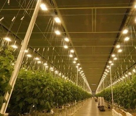 Pedido personalizado Juxiang Tomate Pepino Alface Estrutura Iluminação Estufas