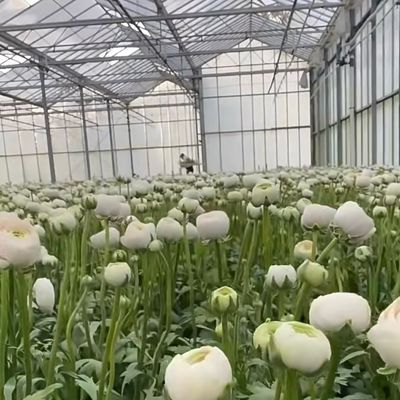 50.00cm * 60.00cm * 80.00cm Tamanho do pacote Sistema de cultivo hidropónico de estufa de vidro