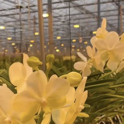 Profissional de sistema hidropónico de estufa de vidro de irrigação por gotejamento para vegetais
