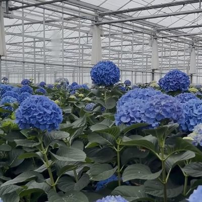 Custo de envio JX-A0059 Sistema de hidroponia de estufa de vidro a preços razoáveis para flores