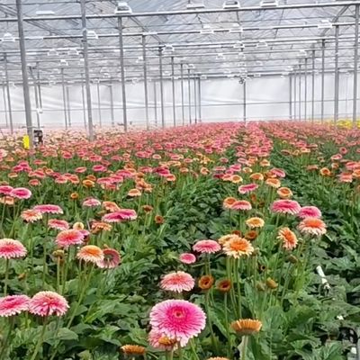Hidroponia de estufa de vidro oco de camada única perfeita para agricultura hidropônica