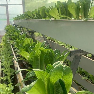 Plantas hidropónicas cobertas de vidro Estufas com sombreamento exterior e resfriamento por pulverização