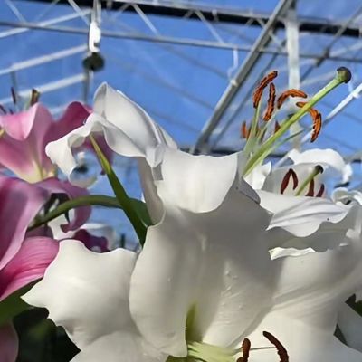 Serra comercial de duas camadas para plantação inteligente de vegetais e flores