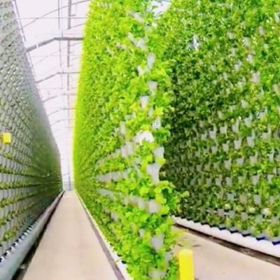 Instalação de sementeira hidropônica Filtro de sombreamento interior Estufa com sombreamento exterior