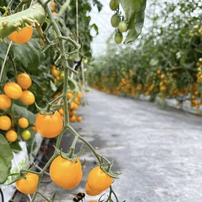 Estufa de vidro Ju Xiang com telhado tipo Custo de envio e prazo de entrega estimado