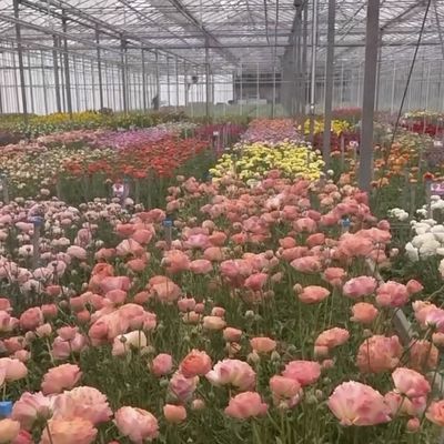 Estufa de vidro de duas camadas personalizada para flores feitas de acordo com as suas especificações