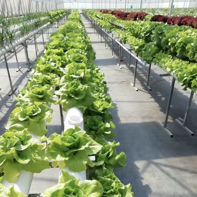 Reservatório de vidro para plantas de cultivo