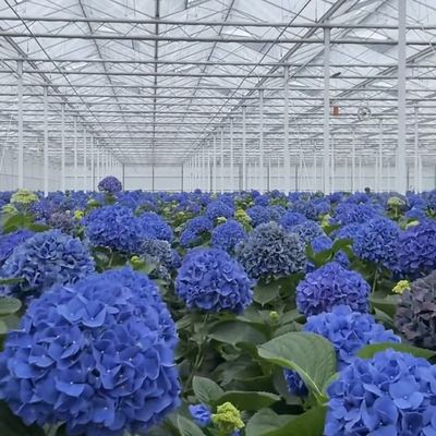 Estufa de vidro floral personalizada para cultivo de flores