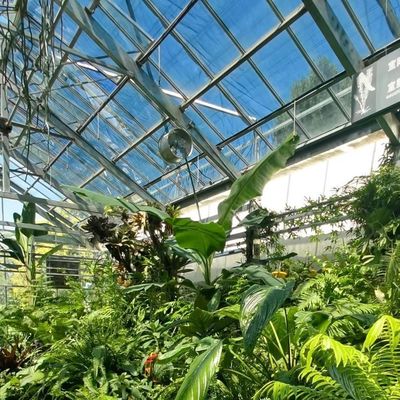 80.000kg Pacote Peso Bruto Irrigação por gotejamento Estufas de vidro com vegetais