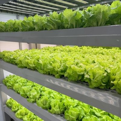 Estufas para o cultivo sem solo de produtos hortícolas e de frutas em grande escala
