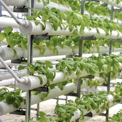 Estufas para o cultivo sem solo de produtos hortícolas e de frutas em grande escala