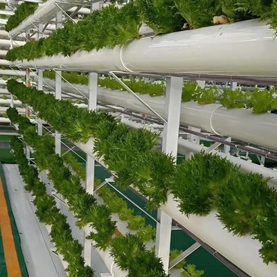 Estufas para o cultivo sem solo de produtos hortícolas e de frutas em grande escala