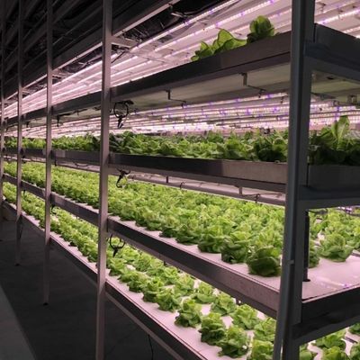 Estufas para o cultivo sem solo de produtos hortícolas e de frutas em grande escala