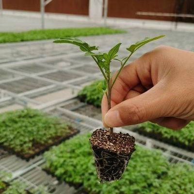 JX-A006 Estufas de policarbonato de grande porte para uso comercial e agrícola