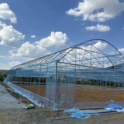 Estufas de tomate/peito de pepino com sistema de cultivo hidropónico