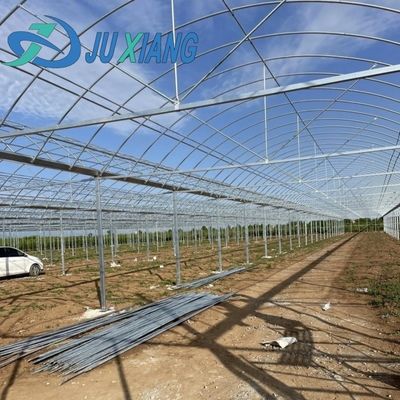 Estufas de tomate/peito de pepino com sistema de cultivo hidropónico