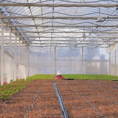 Estufas de tomate/peito de pepino com sistema de cultivo hidropónico