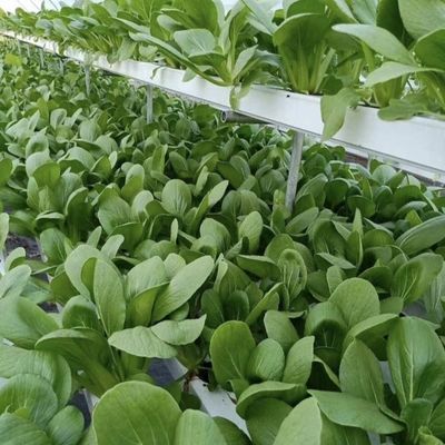 Estufas de tomate/peito de pepino com sistema de cultivo hidropónico