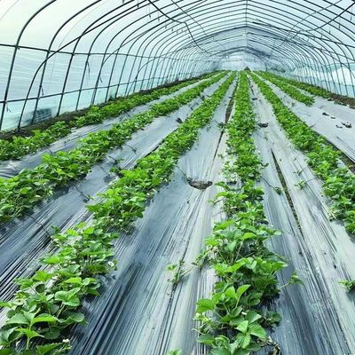 Grande galpão de filme de camada única Estufa para cultivo durante todo o ano Moeda EUA