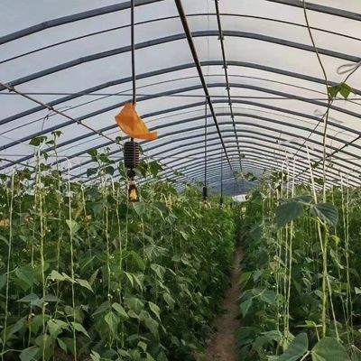 Polytunnel Túnel de plástico Single Span Estufas agrícolas para pedido personalizado