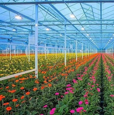 Estufas de folhas de plástico para o cultivo de sementes e plantas medicinais/pilhas