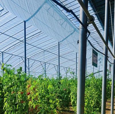Método de cultivo hidropónico Estufa de película de camada única para alface/espinafre/cerveja