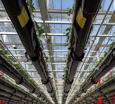 Método de cultivo hidropónico Estufa de película de camada única para alface/espinafre/cerveja
