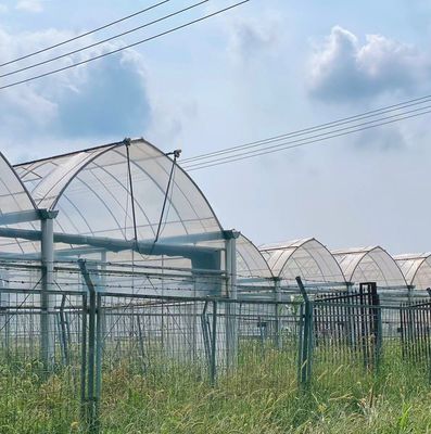 Método de cultivo hidropónico Estufa de película de camada única para alface/espinafre/cerveja