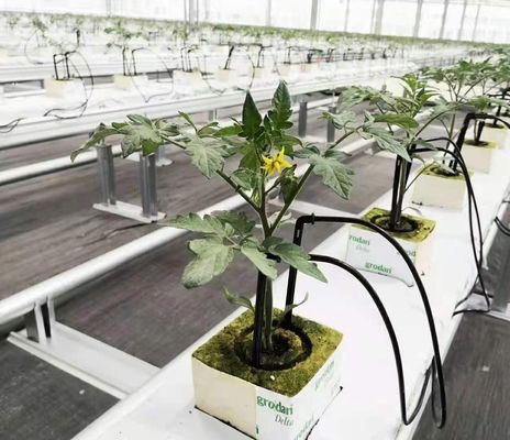 Método de cultivo hidropónico Estufa de película de camada única para alface/espinafre/cerveja