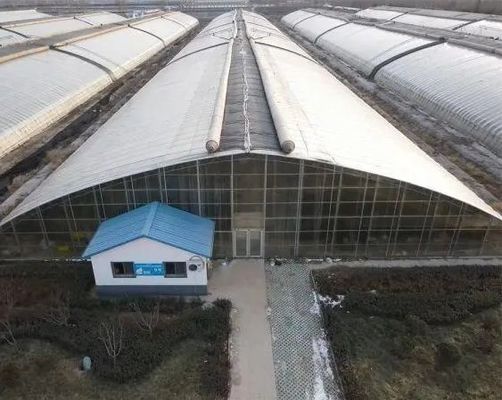 Transforme sua experiência agrícola com o sistema de hidroponia de tomate, pepino e morango