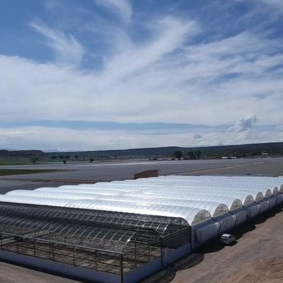 Estufas de vidro Venlo com sistema de hidroponia Cocopeat e personalização