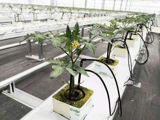 Estufas de cogumelos para produção e cultivo em larga escala