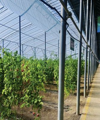 Estufas de produção de vegetais em túnel de várias faixas com 1 metro quadrado de encomenda mínima