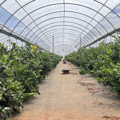 Oferta inicial de pagamento de um sistema de estufa comercial para um túnel hidropónico acessível
