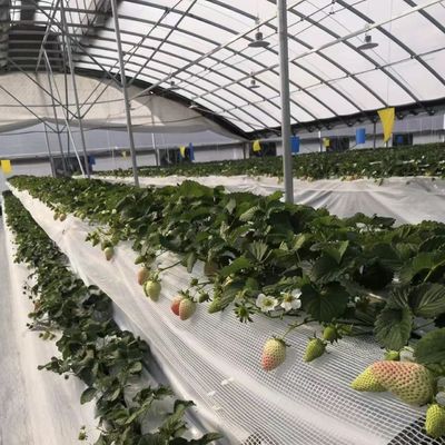 Devoluções de 30 dias Receba um reembolso para o nosso kit de estufa de túnel de agricultura multi-span