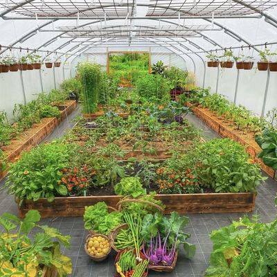 Estufa de túnel para vegetais e tomates Pacote Tamanho 50,00cm * 60,00cm * 50,00cm
