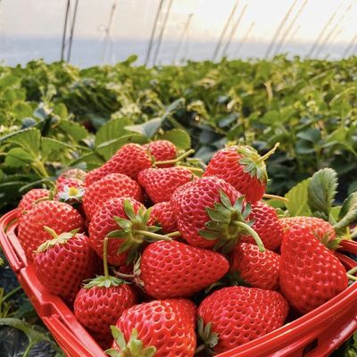Estufa de túnel para vegetais e tomates Pacote Tamanho 50,00cm * 60,00cm * 50,00cm