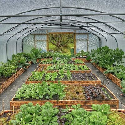 Origem chinesa Arcos de uma única faixa Estufas Moeda dos EUA para aplicações comerciais