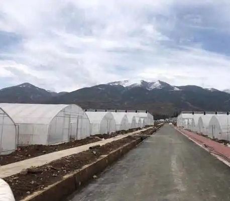 Estufas comerciais de tomate/framboesa/alface com cobertura de filme de plástico
