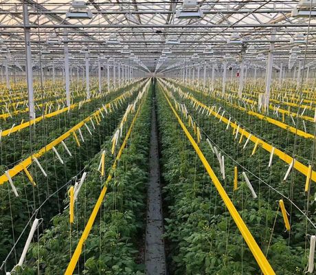 Estufas comerciais de tomate/framboesa/alface com cobertura de filme de plástico