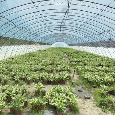 Estufas para tomates e morangos no túnel de tubulação de água
