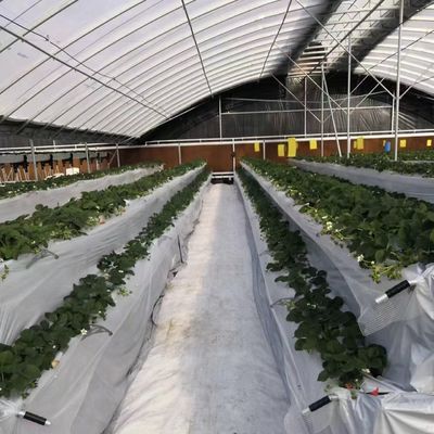 Estufas para tomates e morangos no túnel de tubulação de água