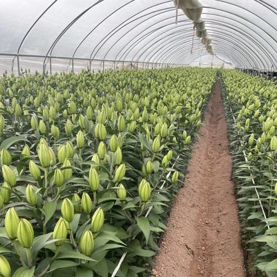 Estufas para tomates e morangos no túnel de tubulação de água