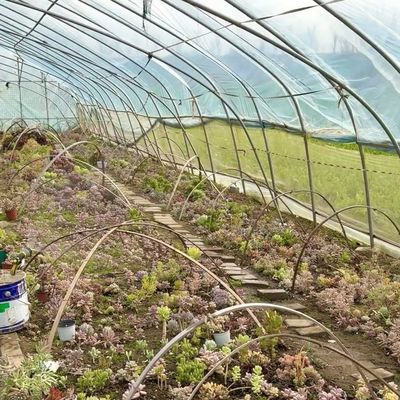 Estufas para tomates e morangos no túnel de tubulação de água