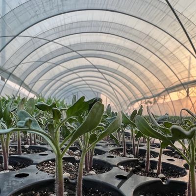 Pacote Tamanho 50,00cm * 60,00cm * 50,00cm Estufa de túnel para agricultura e vegetais