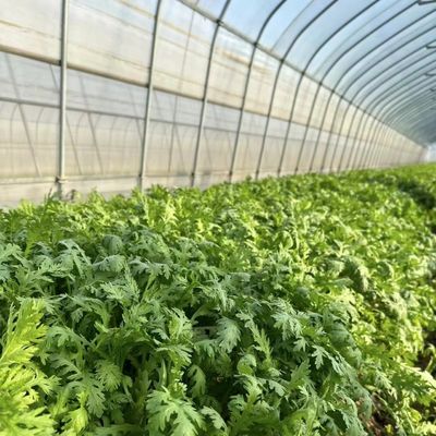 Pacote Tamanho 50,00cm * 60,00cm * 50,00cm Estufa de túnel para agricultura e vegetais