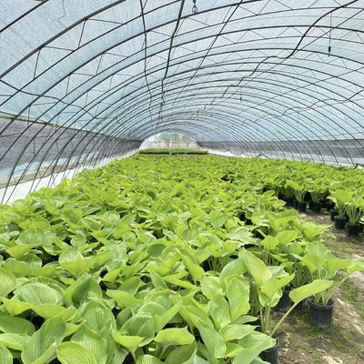 Pacote Tamanho 50,00cm * 60,00cm * 50,00cm Estufa de túnel para agricultura e vegetais